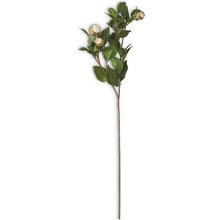  White 5 Bud Peony Stem