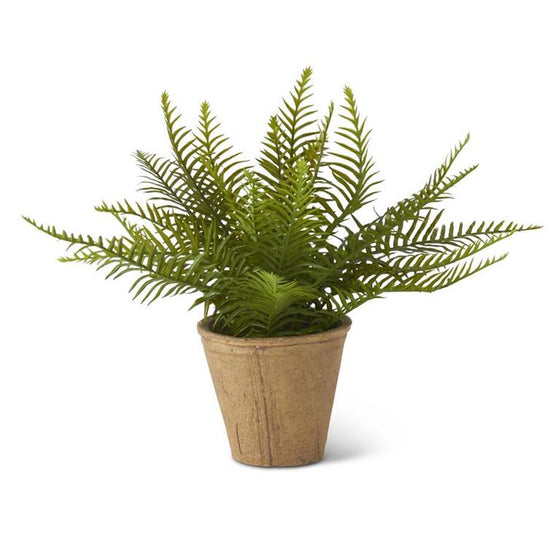 Fern in Cement Pot