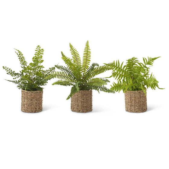 Fern in Round Woven Basket