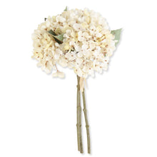  Cream Two Tone Hydrangea Bundle